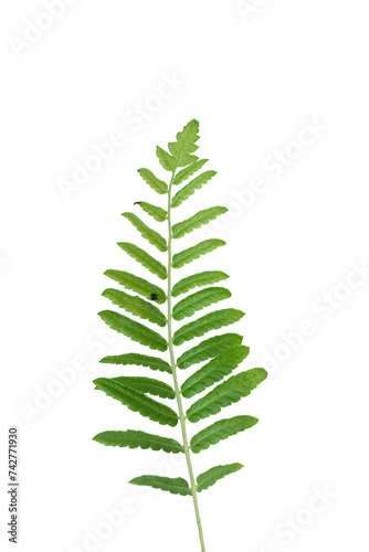 Green fern leaf plant isolated