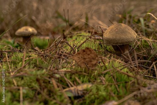 Xerocomus badius bay bolete edible mushroom in close-up photography.