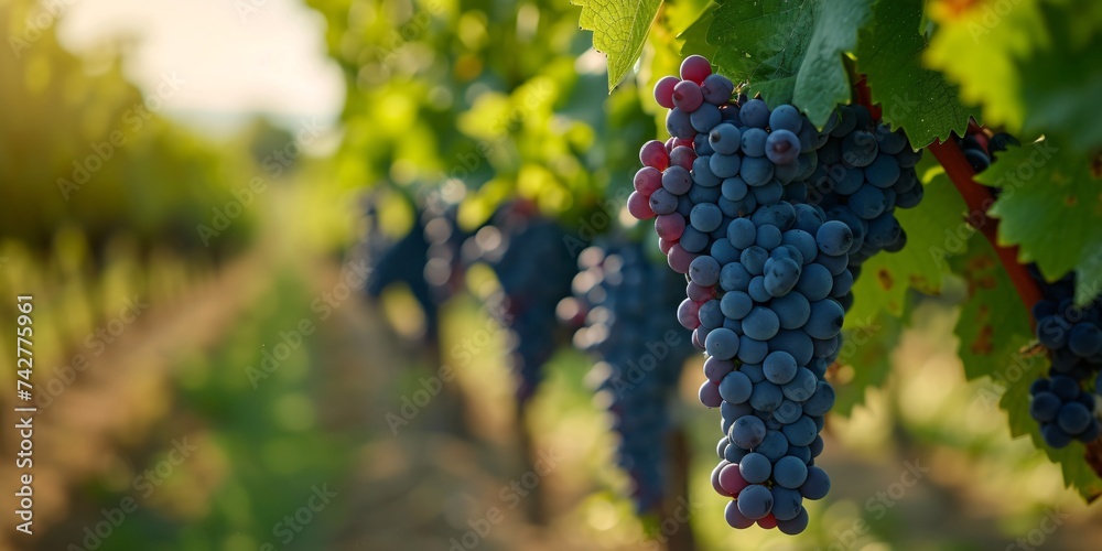 Experience the flavors of Cabernet Sauvignon or Merlot grapes in a wine tasting at renowned Pomerol and Saint-Emilion vineyards in the French wine region of Bordeaux.