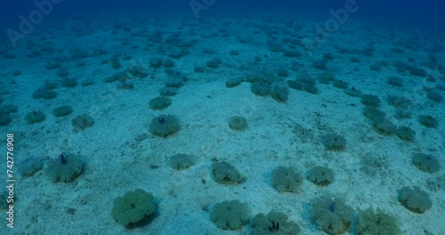 Cassiopea andromeda jellyfish underwater swim mediterranean sea photo