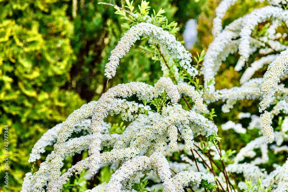 Blooming bush of spirea Vangutta in the spring garden. People call this bush the bride.