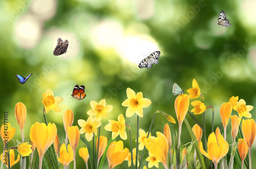Spring season. Beautiful blooming flowers and butterflies outdoors