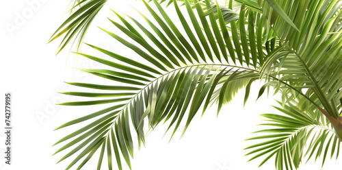 palm leaves png isolated on white background