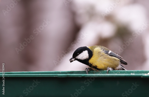 The great tit grabbed the seed and holds it in its beak. Now urgently need to fly away before anyone attacks...