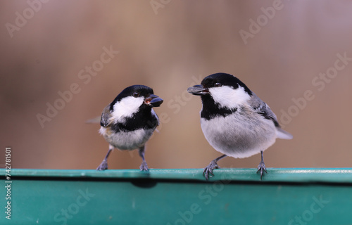 Two Coal tit on a feeder with a seed in its beak