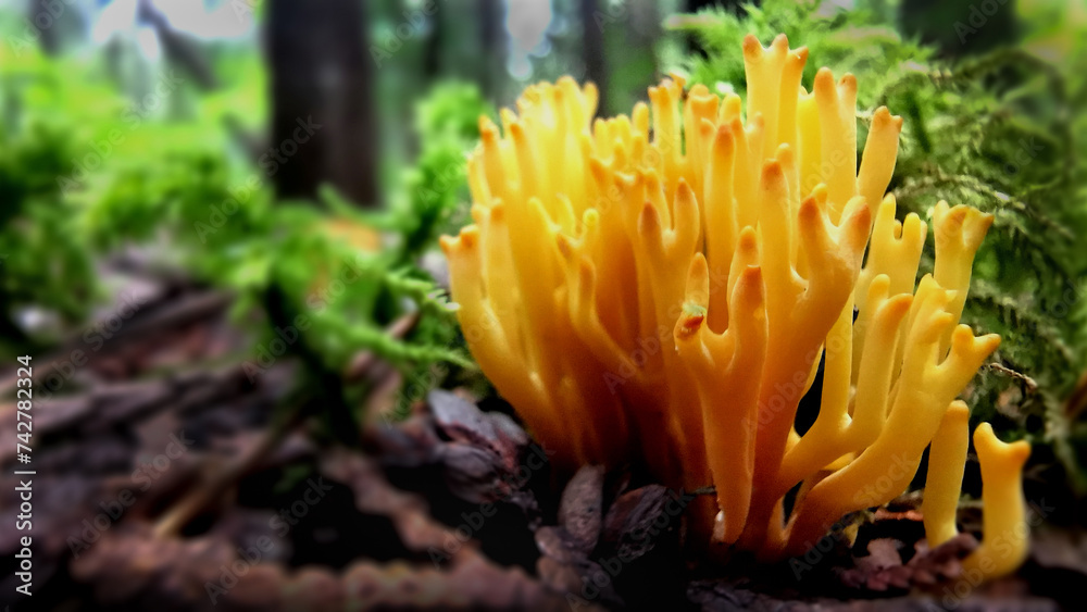 Calocera viscosa