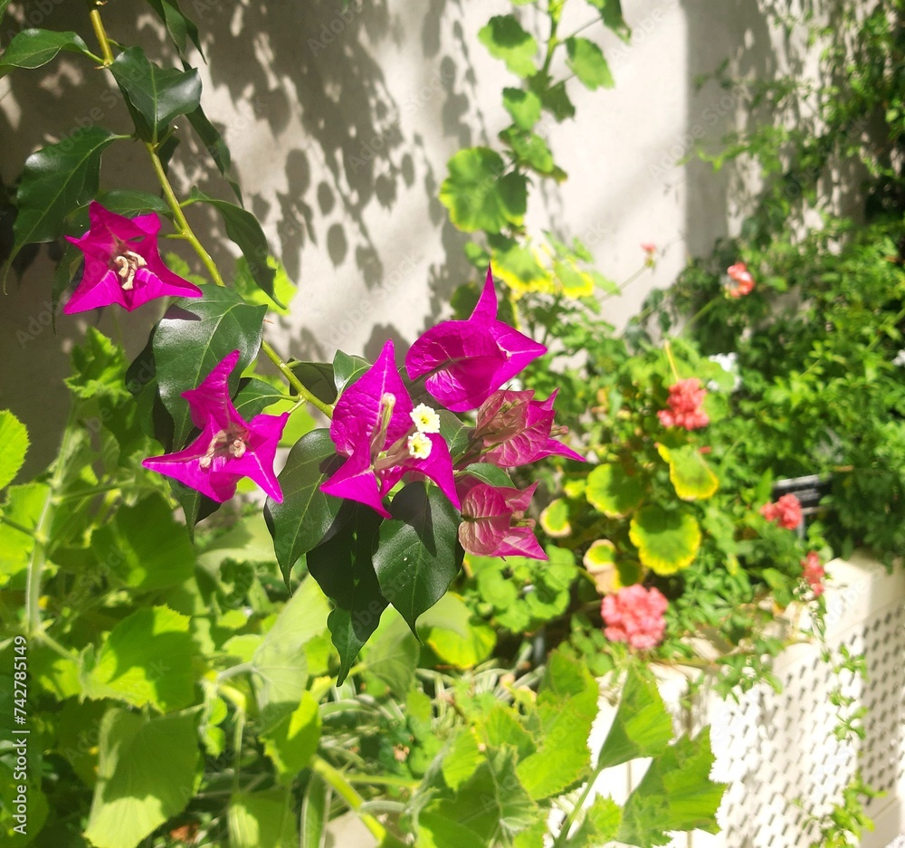 Naklejka premium flowers in the garden
