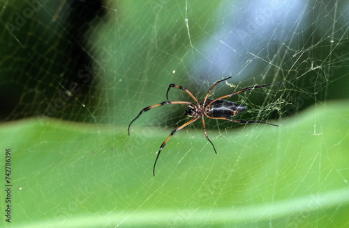 Araignée, Nephila inaurata photo