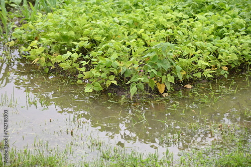 Billede på lærred Beds with bean plant in water