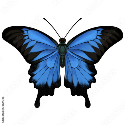 Illustration of Blue Ulysses Swallowtail Butterfly (Papilio ulysses) in realism style. Realism illustration of swallowtail butterfly of Australia, Indonesia, Papua New Guinea and the Solomon Islands.