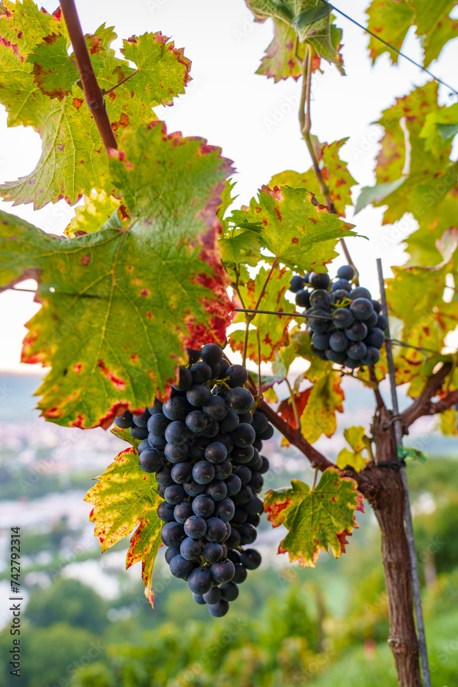 Fototapeta premium Rote, reife Weintrauben am Stock