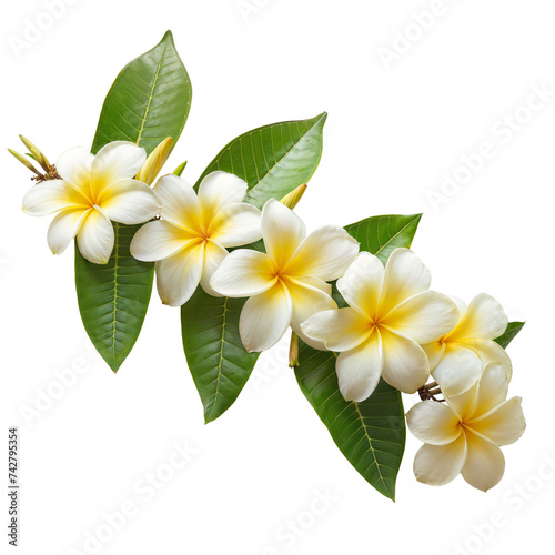 Fragrant Frangipani Flowers with Leaves Isolated 
