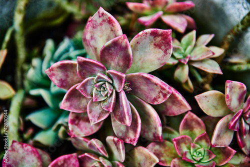 Close up of succulent plant, Aviero, Portugal, Europe photo