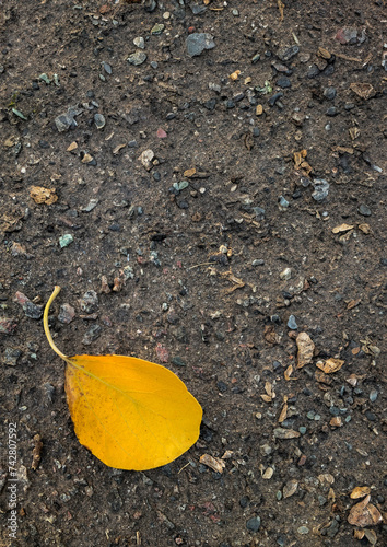 Single yellow leaf, autumn's emblem, lies on the pavement. Its vibrant color, contrasting with the gray asphalt, heralds the arrival of the golden season.