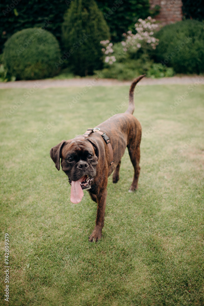 a cheerful dog lies, swings and fools around on a green lawn. a dog freely walks in the park, a dog without a leash, a dog in the yard