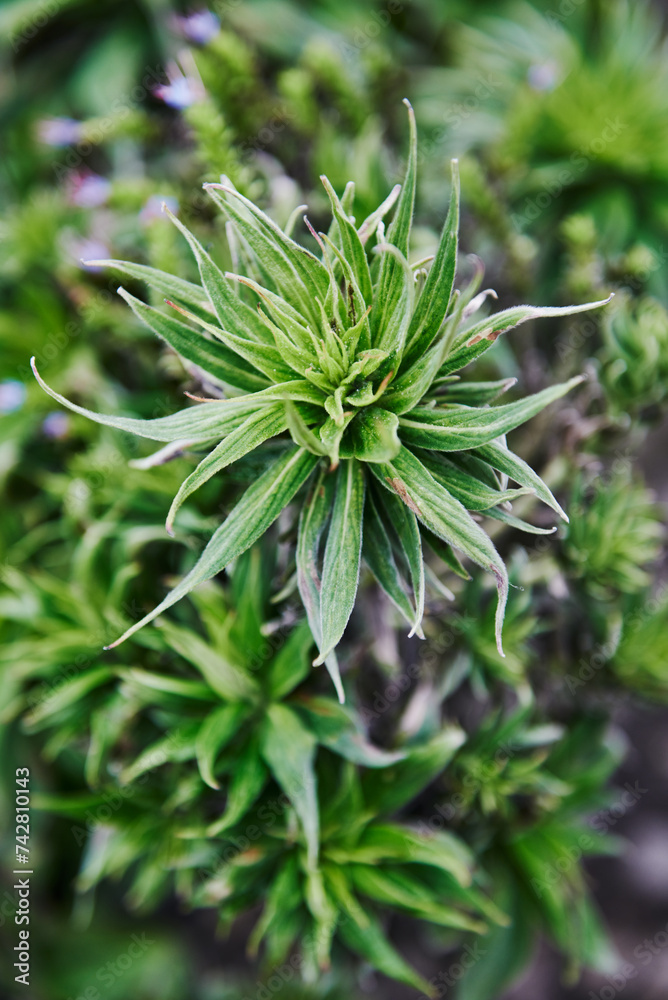close up of the green flora of Madeira island, Portugal, Europe close up of the green flora of Madeira island, Portugal, Europe