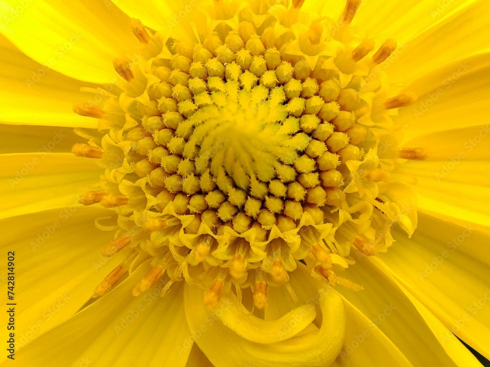 yellow sunflower macro showing its petals yellow sunflower macro showing its petals