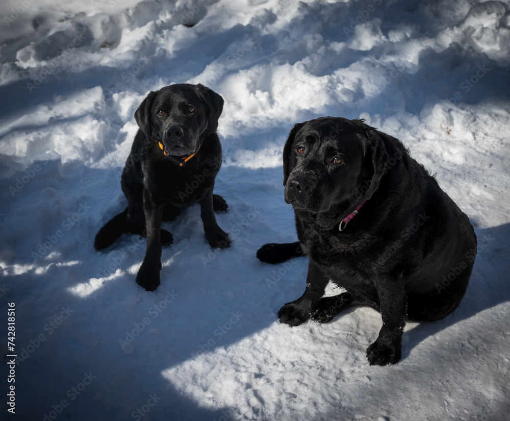 Two black labrador retrievers sitting and looking at the camera Two black labrador retrievers sitting and looking at the camera