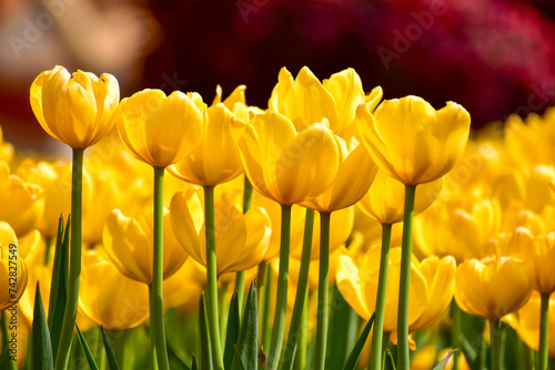 Fototapeta Naklejka Na Ścianę i Meble -  Close-up of yellow tulips in the sea of tulips in daytime. Yellow tulips in the garden with sunlight. Flower and plant. For background, nature and flower background.