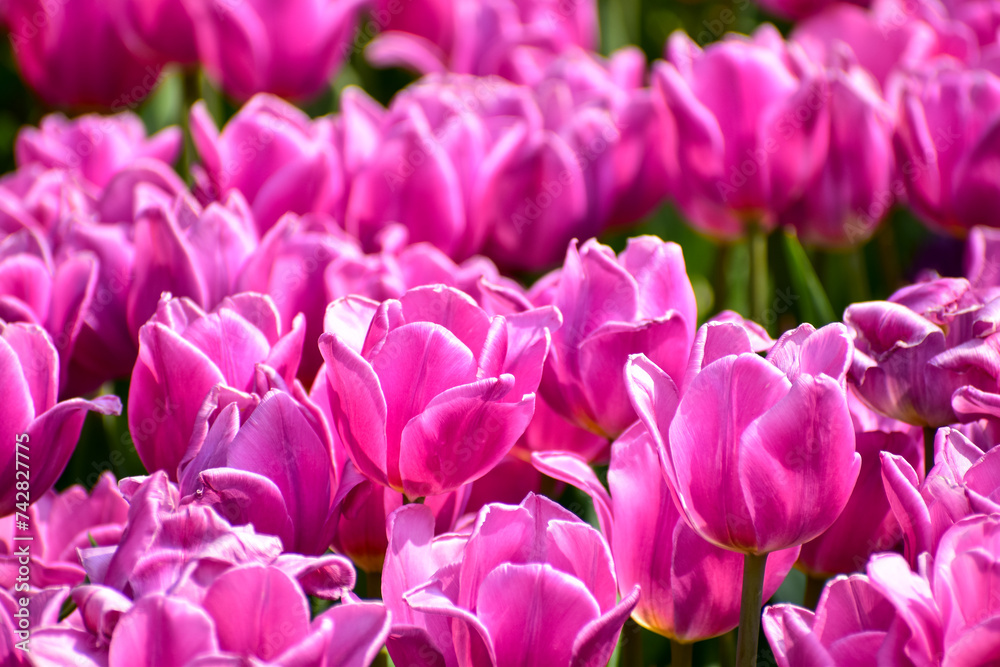 Close-up of purple tulips in the sea of tulips in daytime. Purple tulips in the garden with sunlight. Flower and plant. For background, nature and flower background.