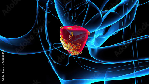 4K abstract 3D illustration of the prostate photo