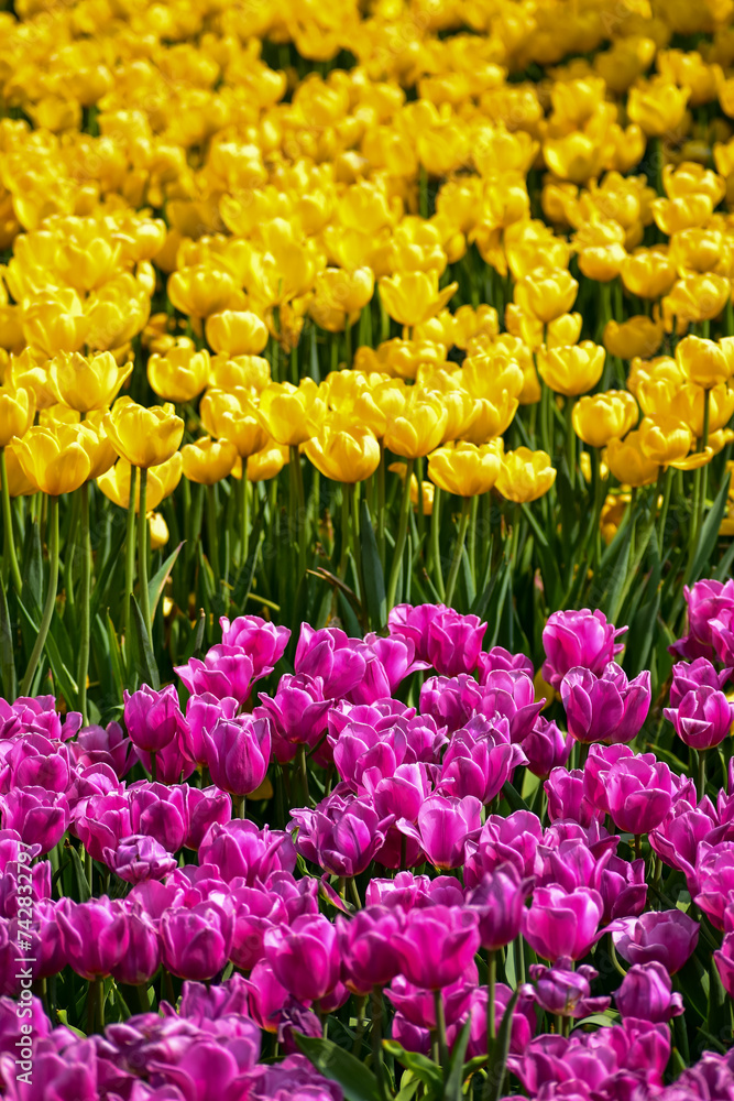 Close-up of the yellow and purple tulips in sea of tulips in garden with sunlight. yellow and purple tulips in contrast.  Flower and plant. For background, nature and flower background.