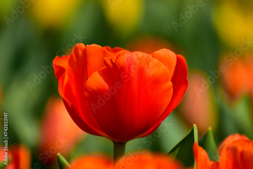 Close-up of orange tulips in the sea of tulips in daytime. Flower and plant. For background  nature and flower background.