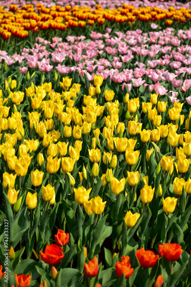 The view of the sea of tulips in the garden with sunlight. Flower and plant. For background, nature and flower background.