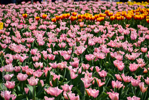 Close-up of pink tulips in the sea of tulips in daytime. Flower and plant. For background, nature and flower background.