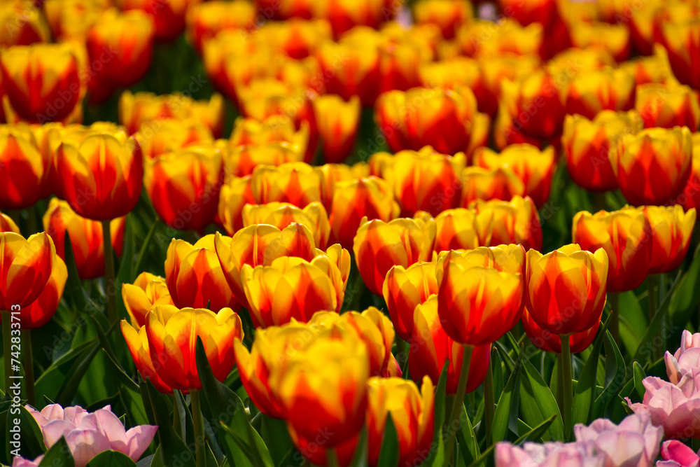 Close-up of red-and-yellow tulips in the sea of tulips in daytime. Flower and plant. For background, nature and flower background. Close-up of red-and-yellow tulips in the sea of tulips in daytime. Flower and plant. For background, nature and flower background.