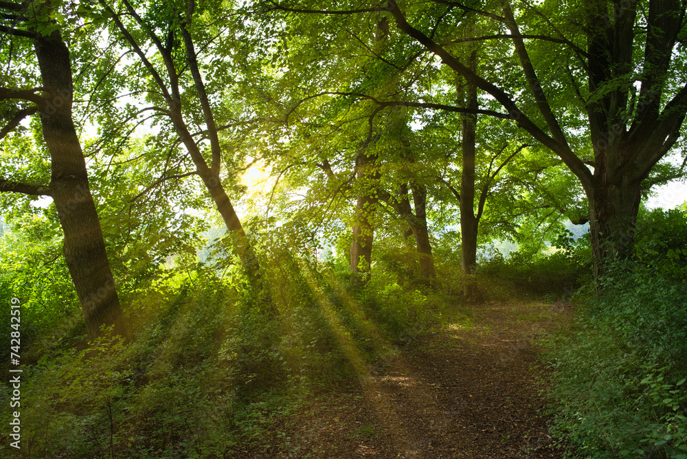Naklejka premium Sonnnenstarhlen in sommerlich grünem Wald