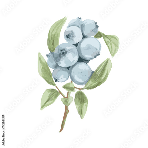 Blueberry, hand drawn watercolor illustration. Vector trace. Branch with leaves