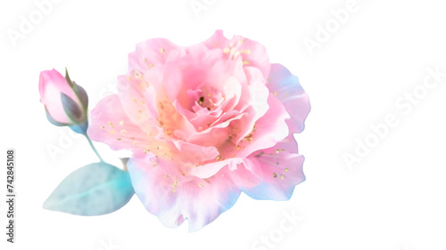 Spring flower decoration painted watercolor pastel colors on transparent background