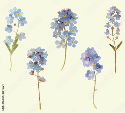 Watercolor Forget Me Not Vector Illustration