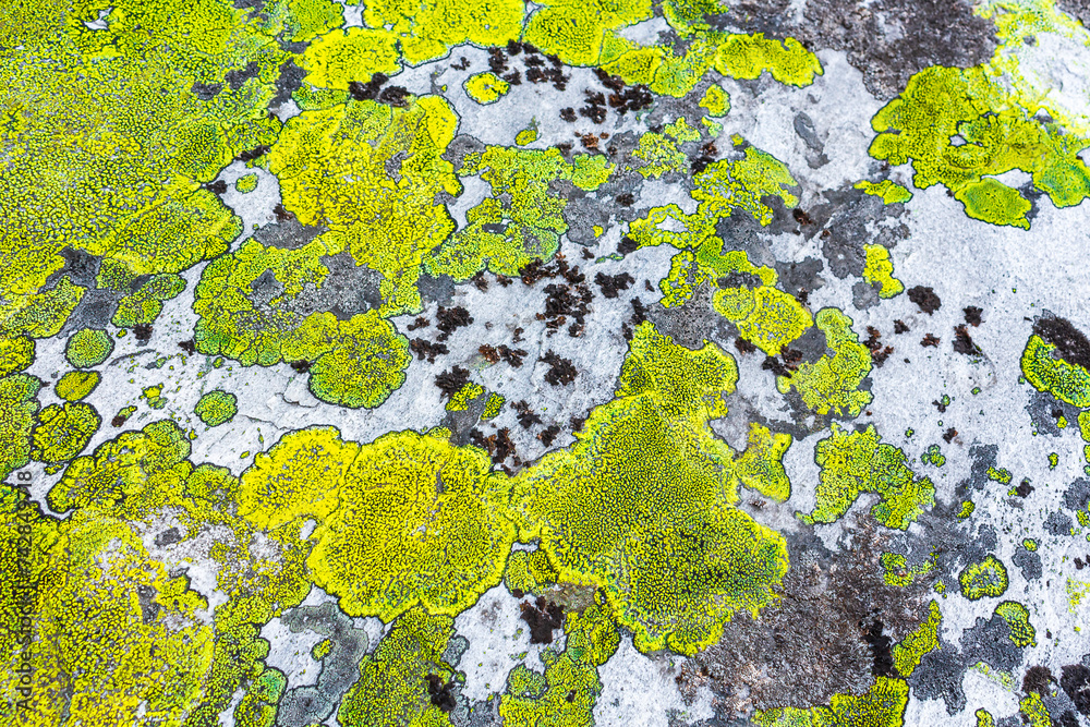 Stone rock texture pattern with green moss and lichen Norway.