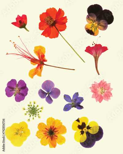 Dried Pressed Flower Vector Illustration