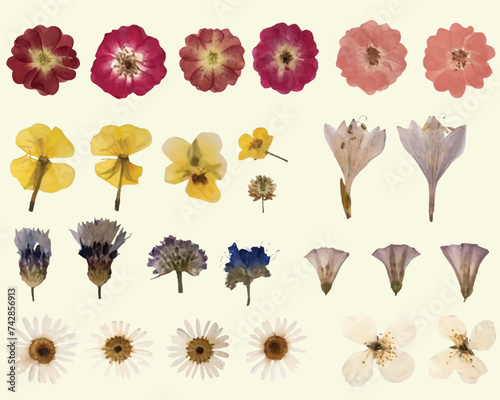 Dried Pressed Flower Vector Illustration
