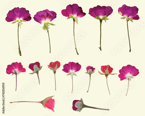 Dried Pressed Flower Vector Illustration