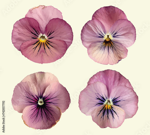 Dried Pressed Pansy Flower Vector Illustration