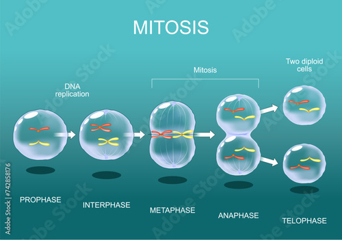 Mitosis. Cell division. photo