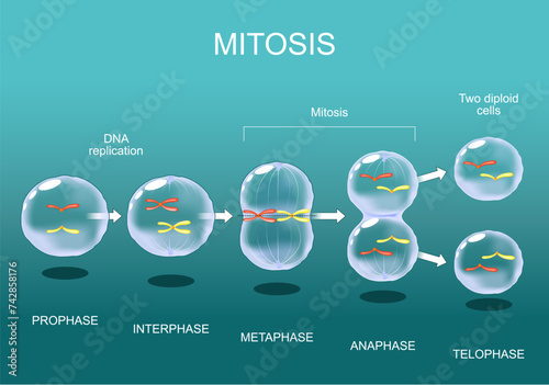 Mitosis. Cell division.