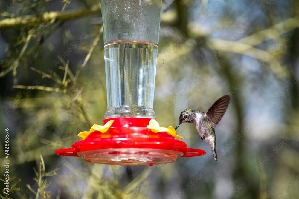 Obraz premium Beautiful humingbirds around a feeder in Arizona