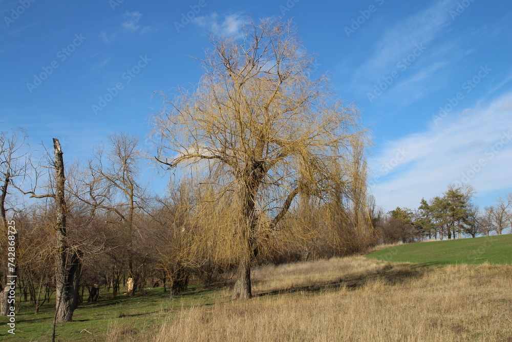 A field with trees and grass