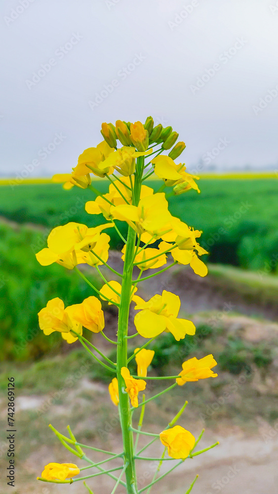 Obraz premium yellow flowers 
