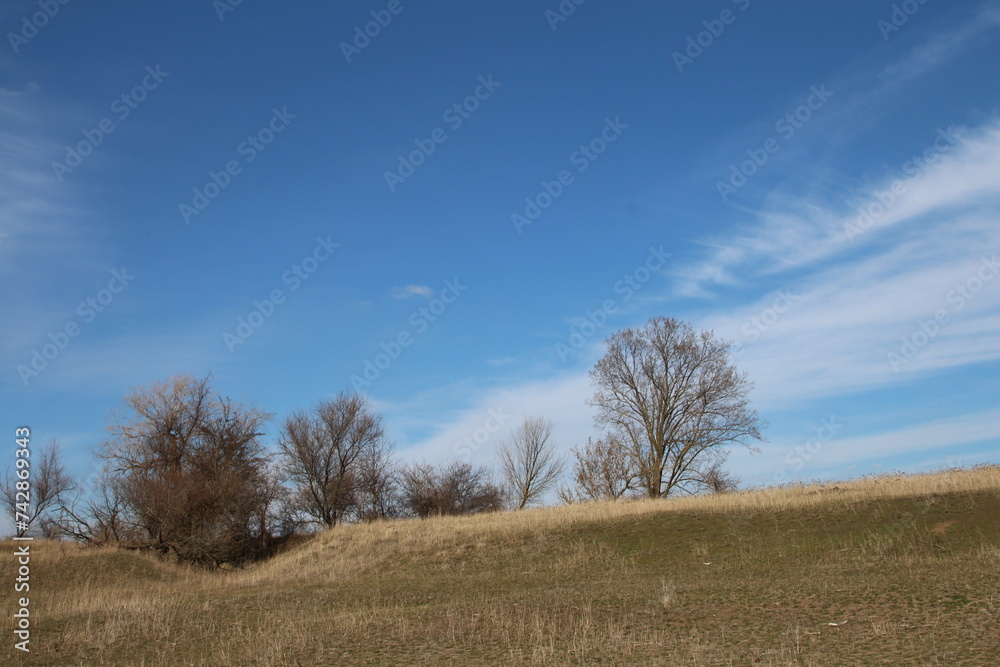 A field with trees and blue sky A field with trees and blue sky