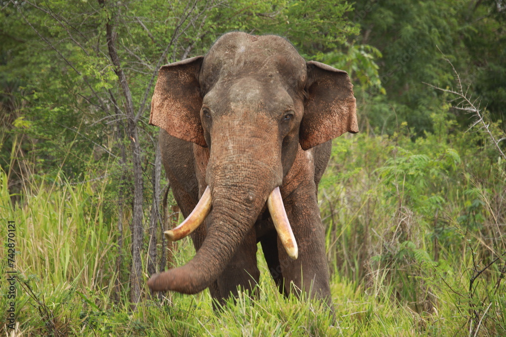 Fototapeta premium Collection of photos of wild elephants and wildebeests