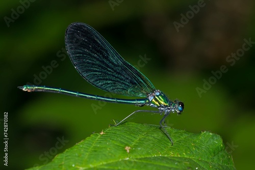 Selective Focus Shot Blue Dragonfly Green Leaf