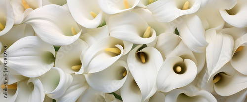 White calla lilies, death flowers, condolence background