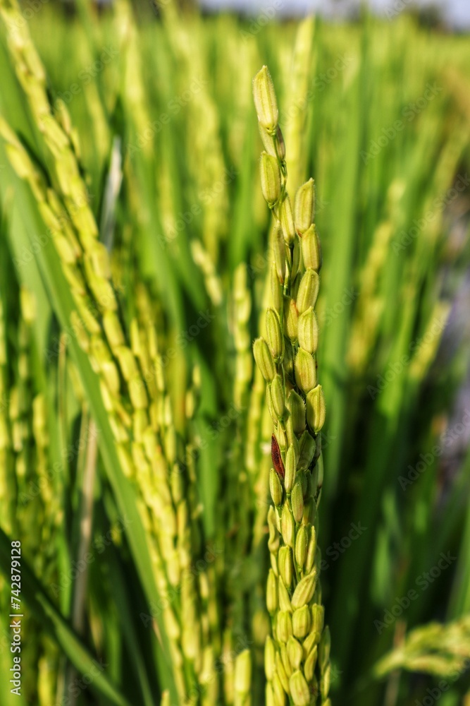 Rice plant seeds with blur background Rice plant seeds with blur background