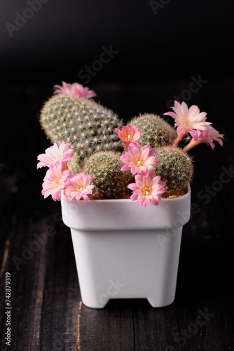 Cactus in a small pot on a black background. This cactus is named Rebutia Carnival.